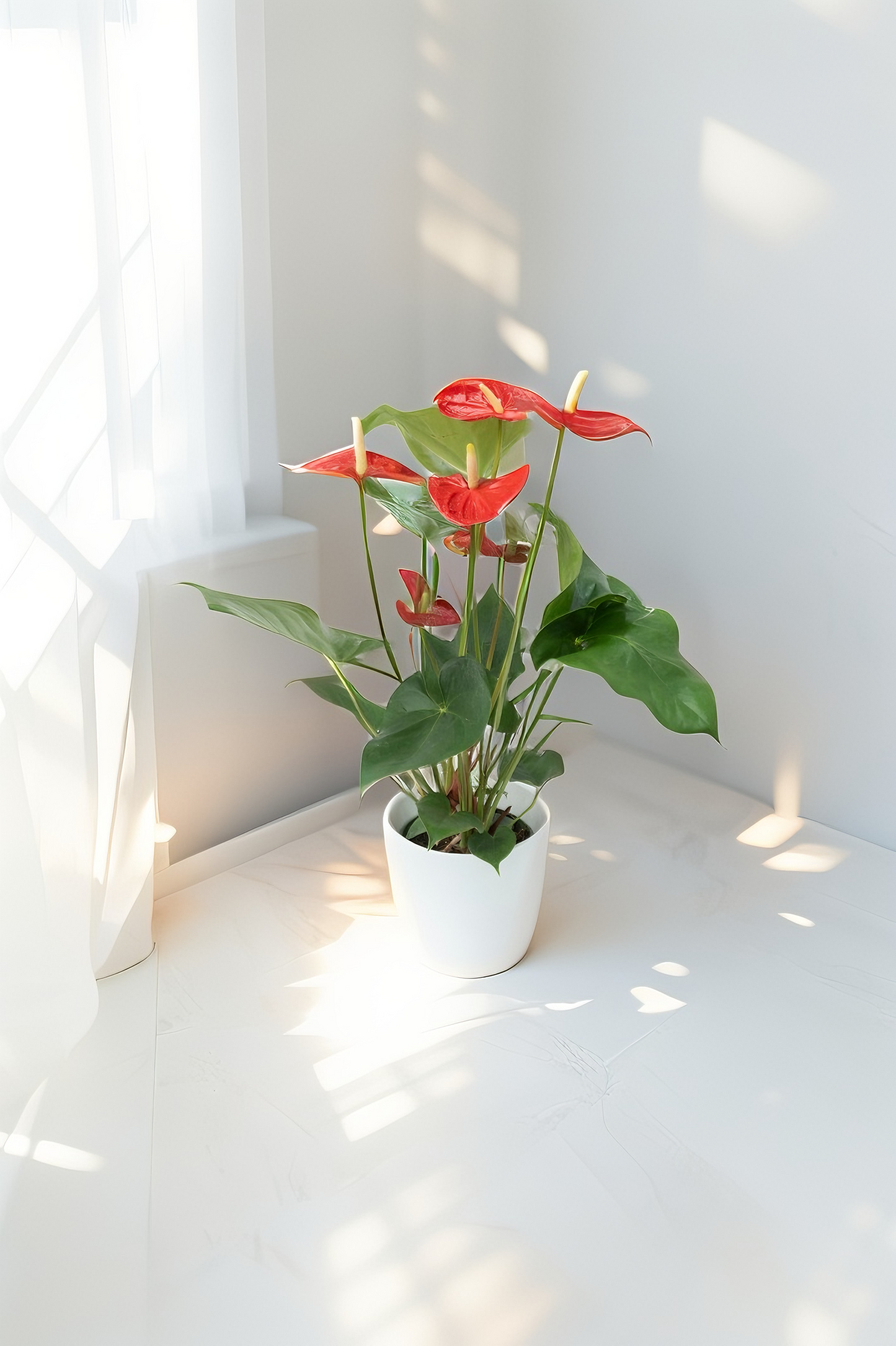 Imperial Heart Anthurium