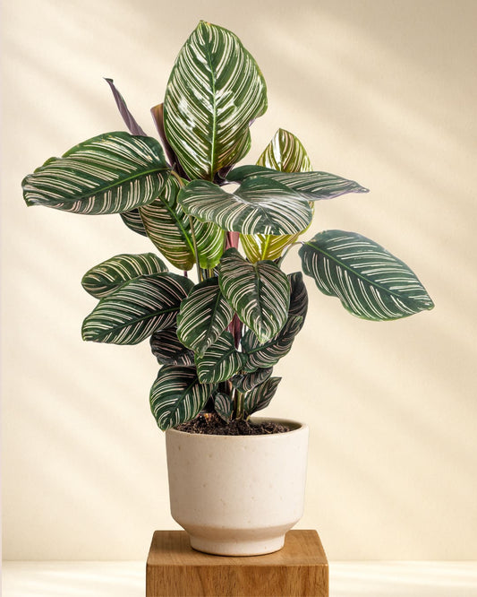 Calathea Ornata Sanderiana