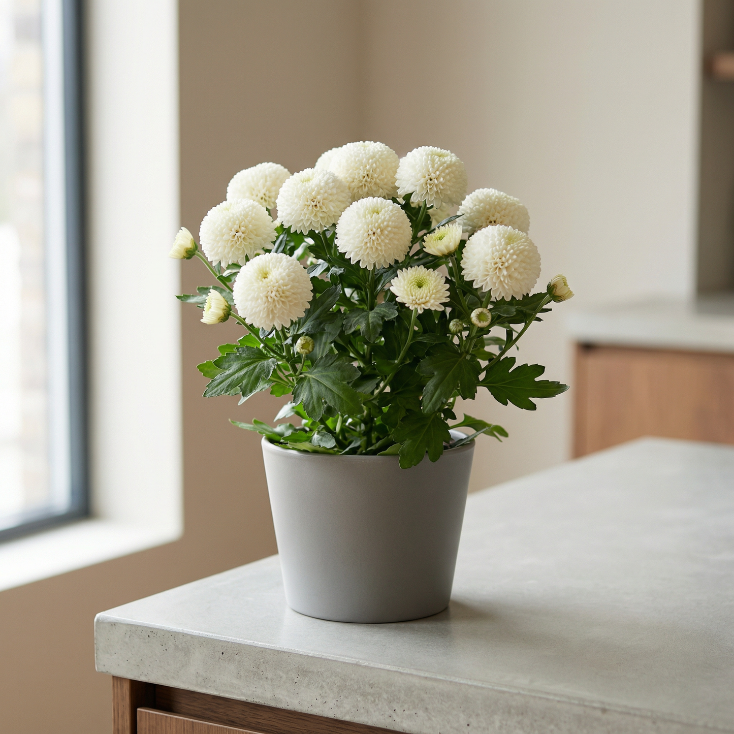 Pompon Mums