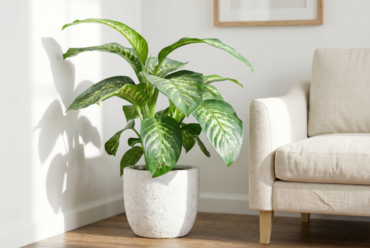 Dieffenbachia