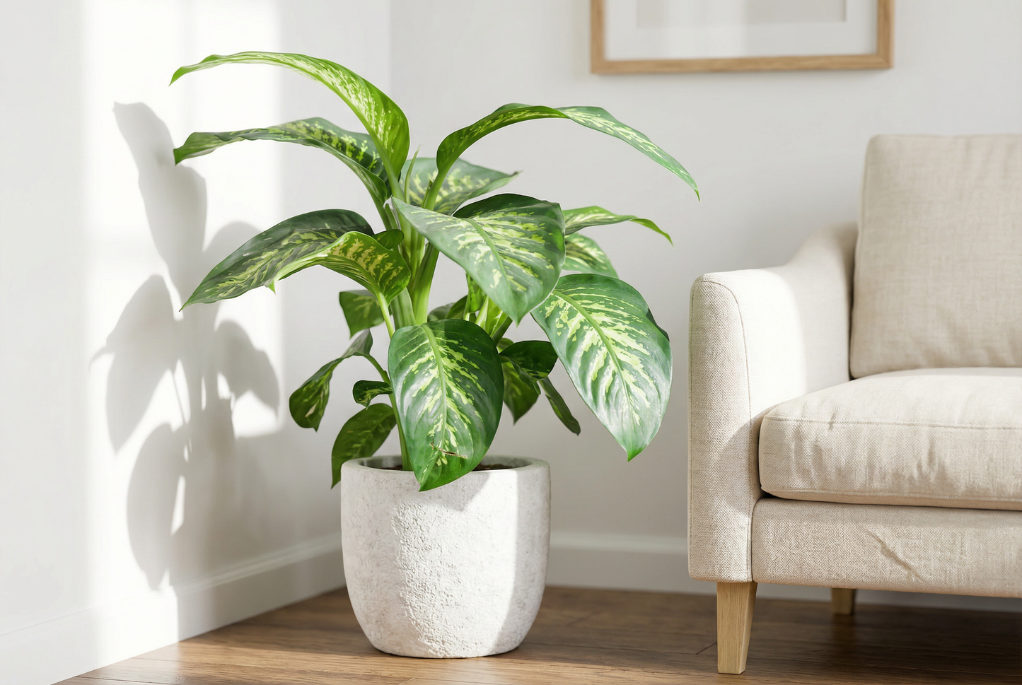 Dieffenbachia