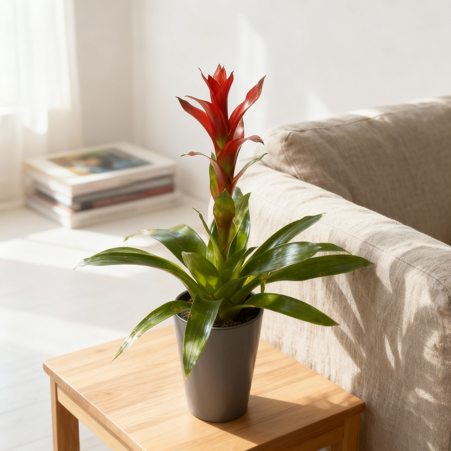 Guzmania Radiante
