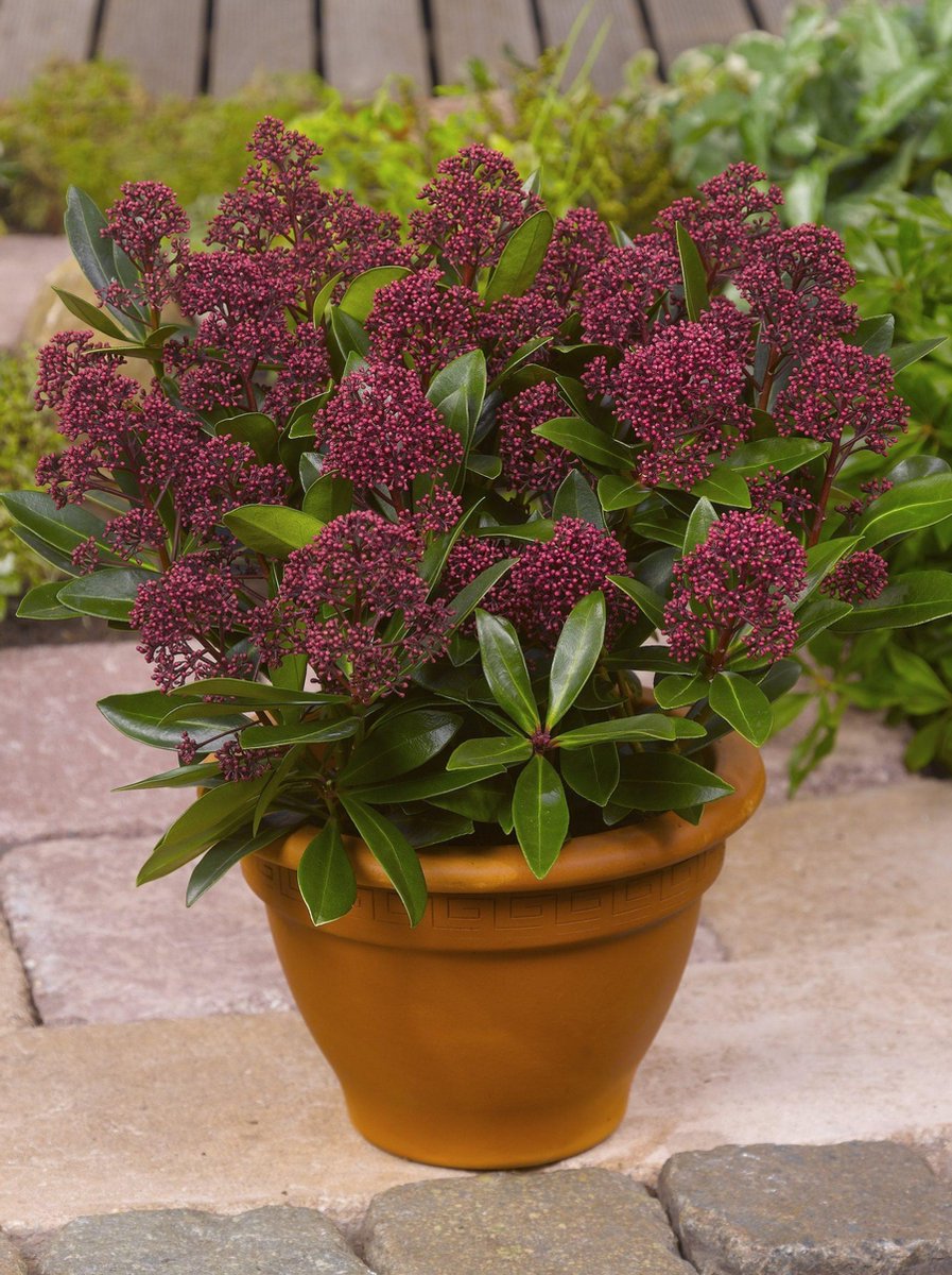 Skimmia Japonica