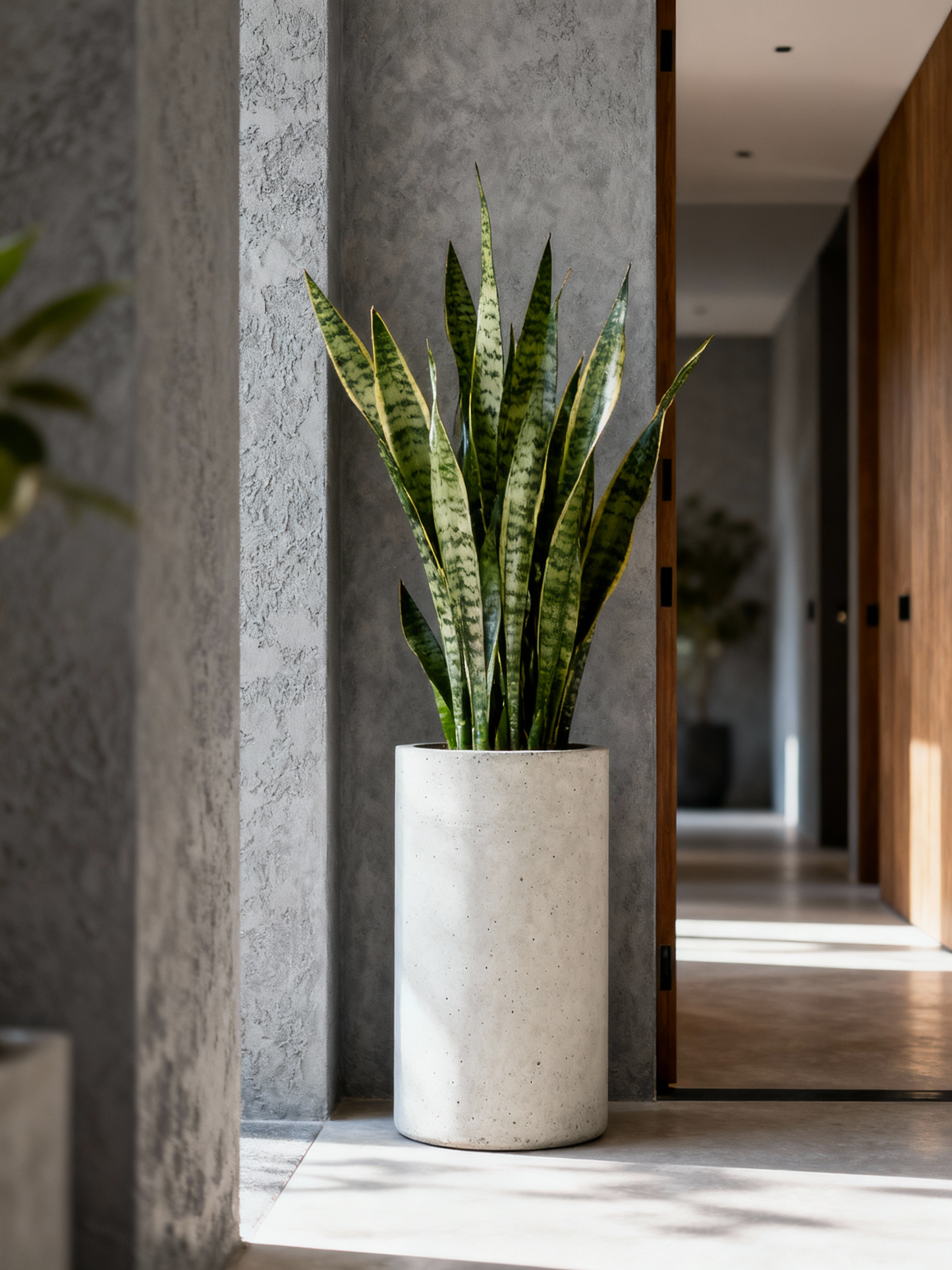 Sansevieria Laurenti