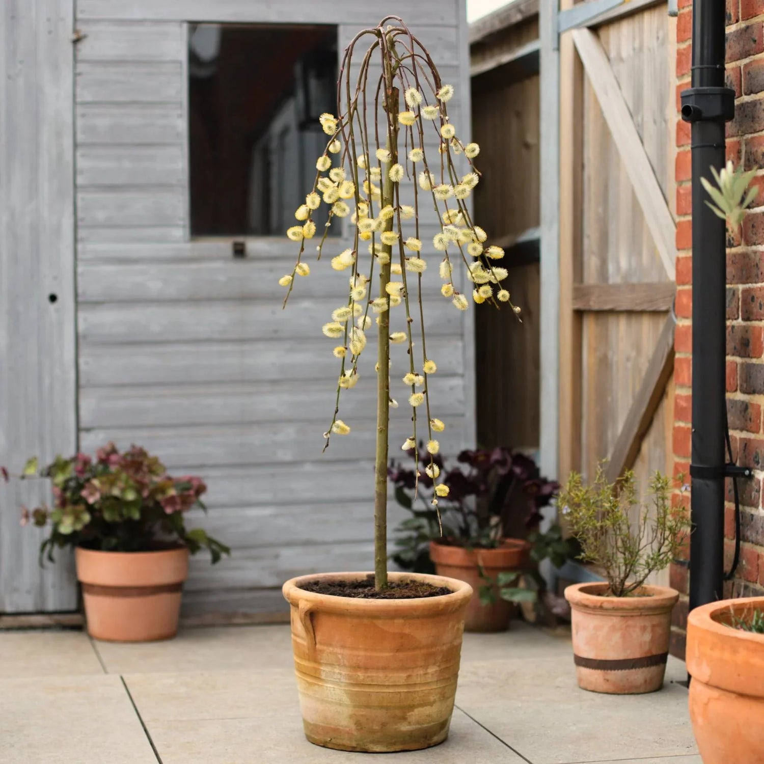 Outdoor & Patio Greens