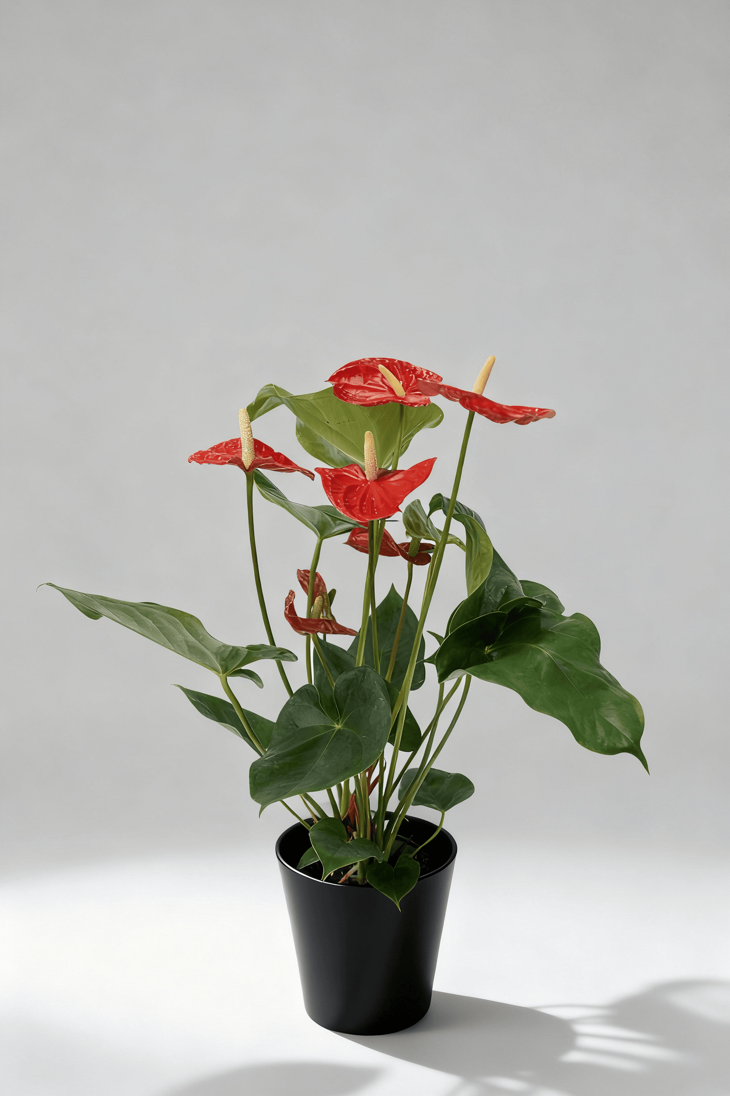 Imperial Heart Anthurium