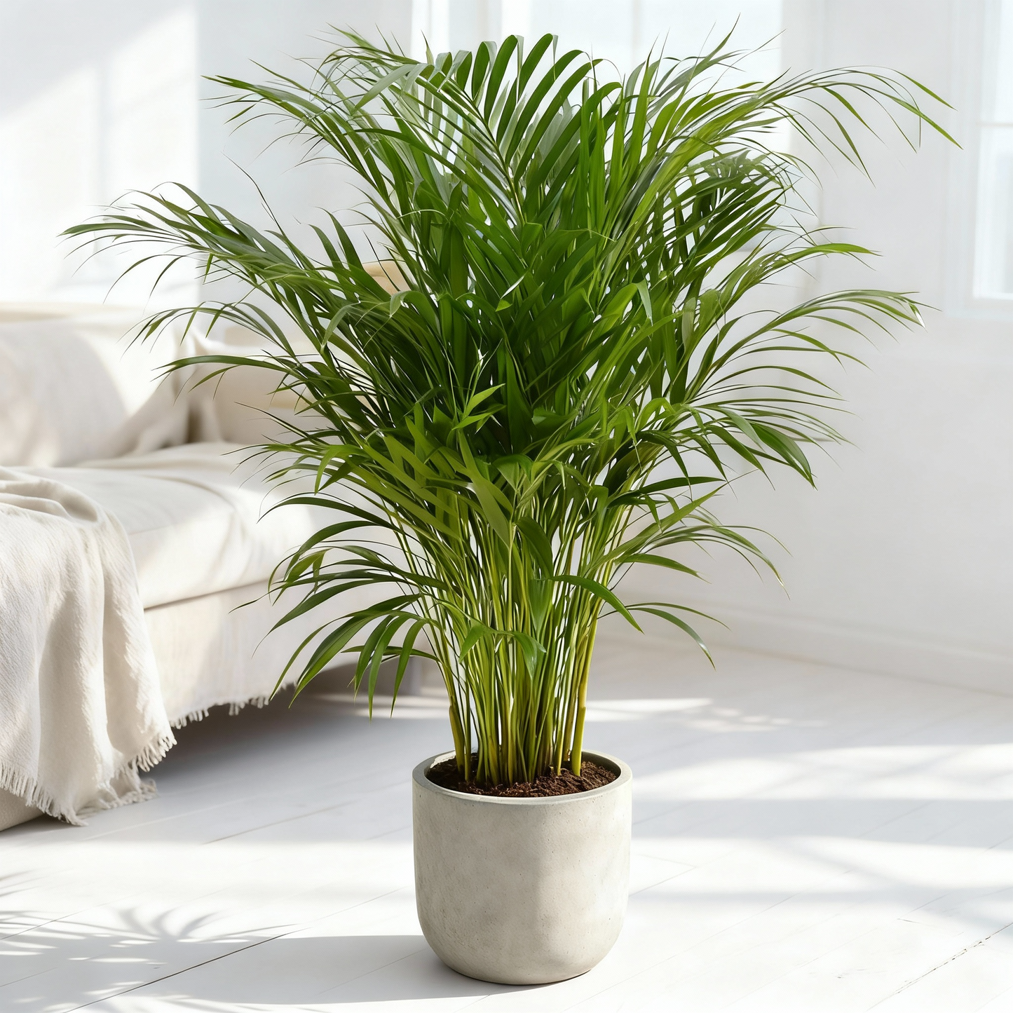 Areca Palm