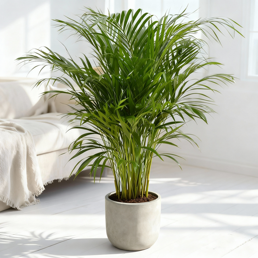 Areca Palm