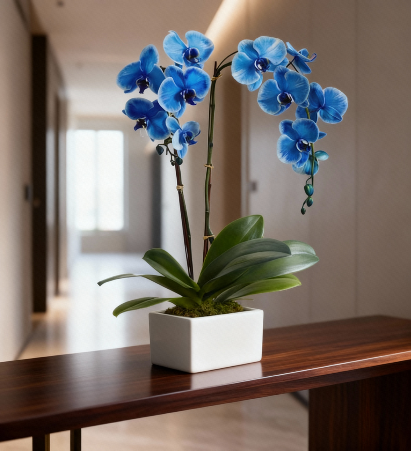 Sapphire Orchid