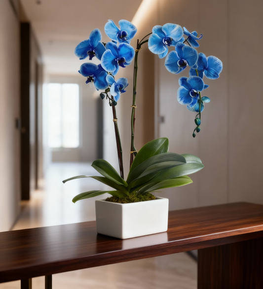 Sapphire Orchid