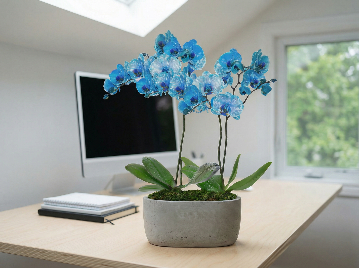 Sapphire Orchid