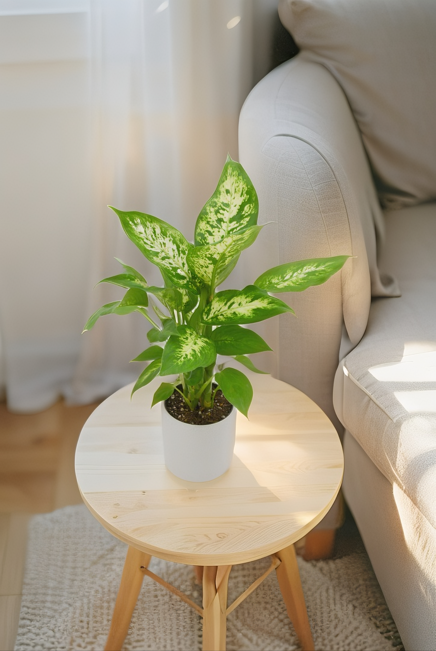 Dieffenbachia