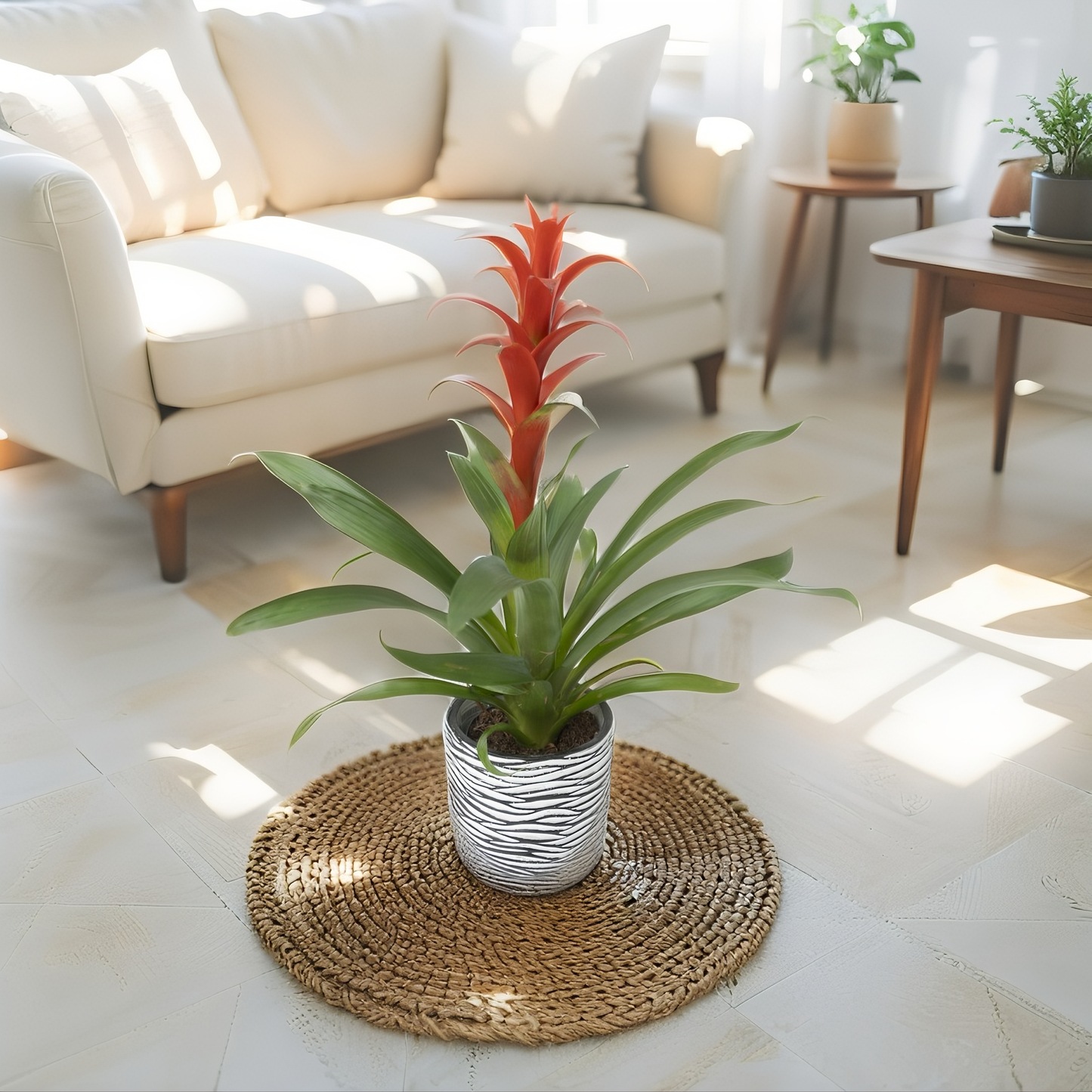 Guzmania Radiante