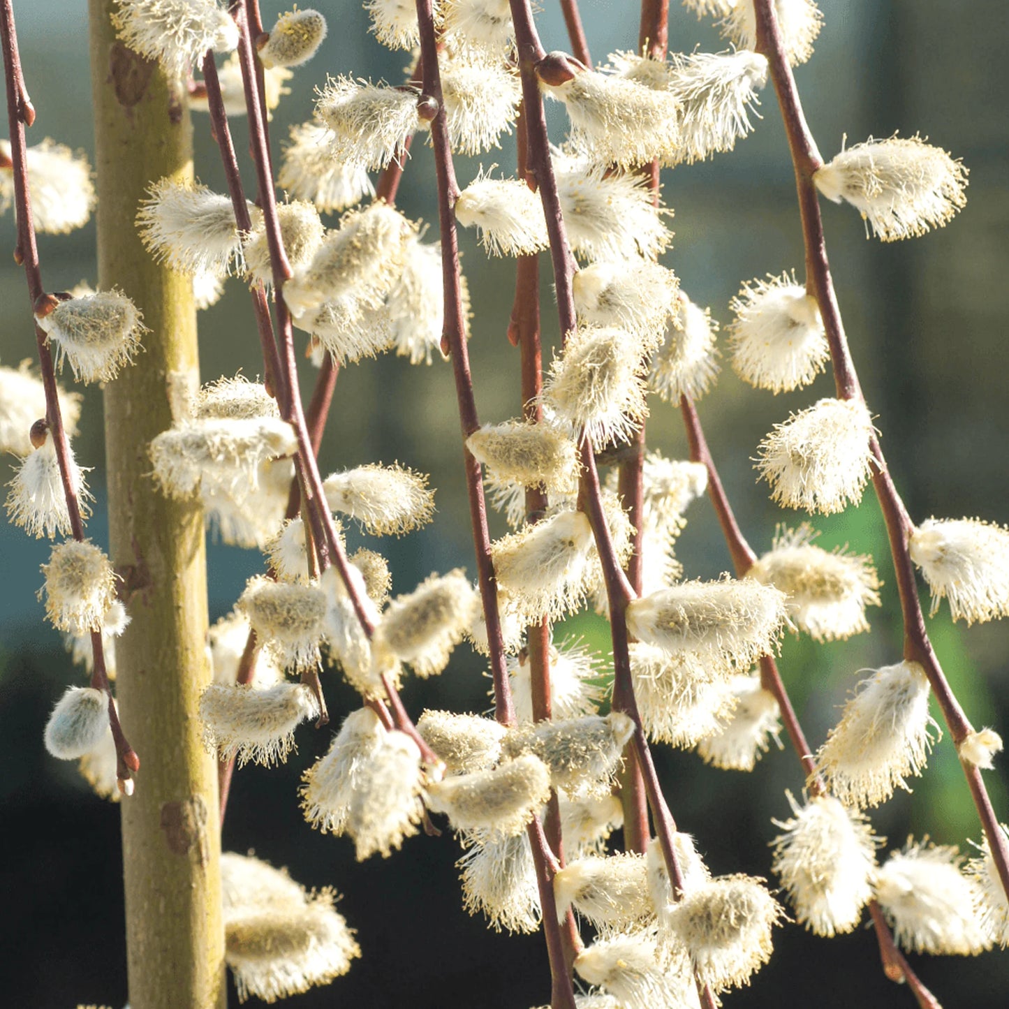 Salix