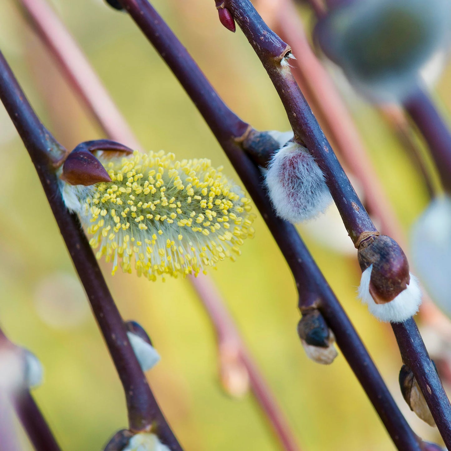 Salix