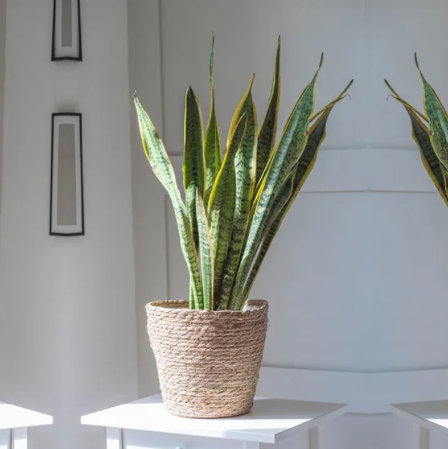 Sansevieria Laurenti