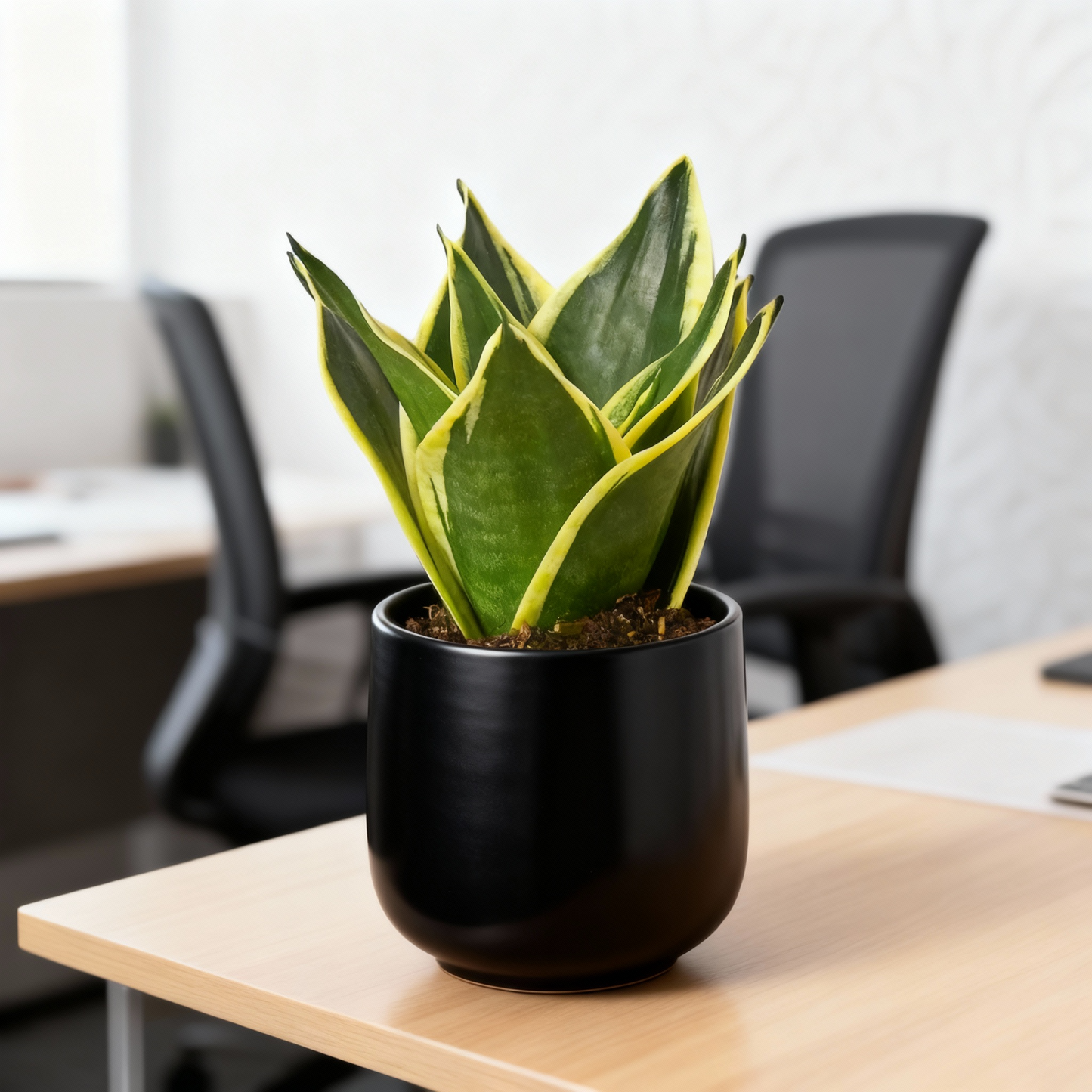 Sansevieria Laurenti