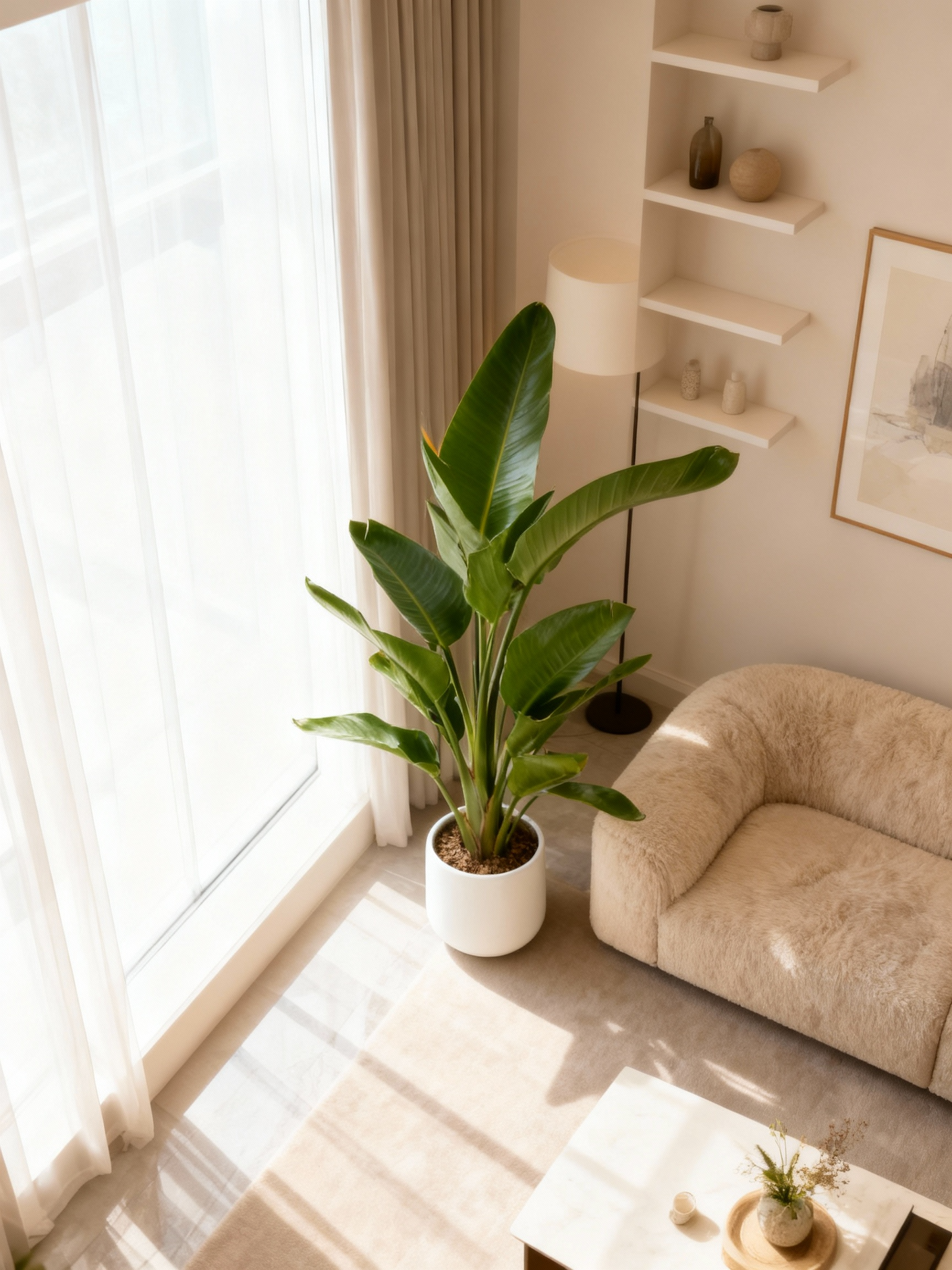 Strelitzia Di Paradiso