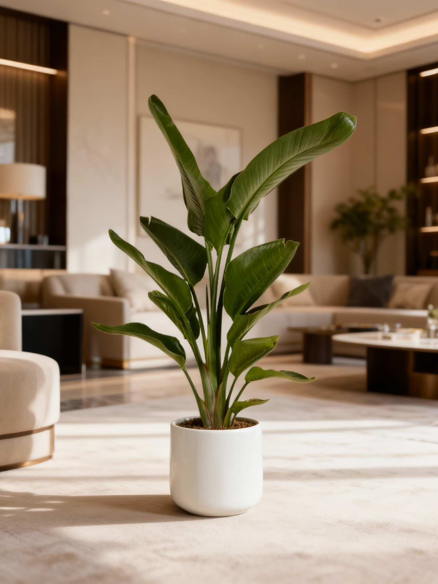 Strelitzia Di Paradiso