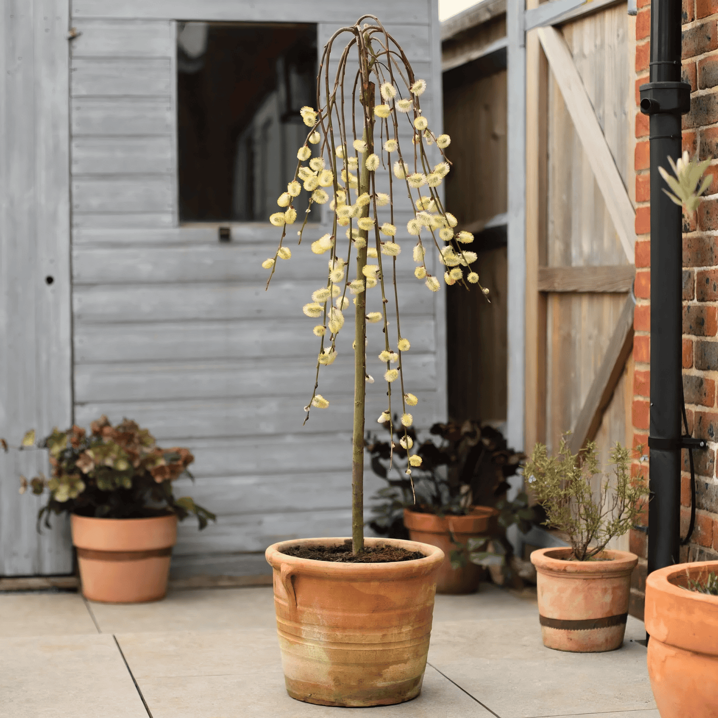 Salix