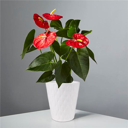 Imperial Heart Anthurium