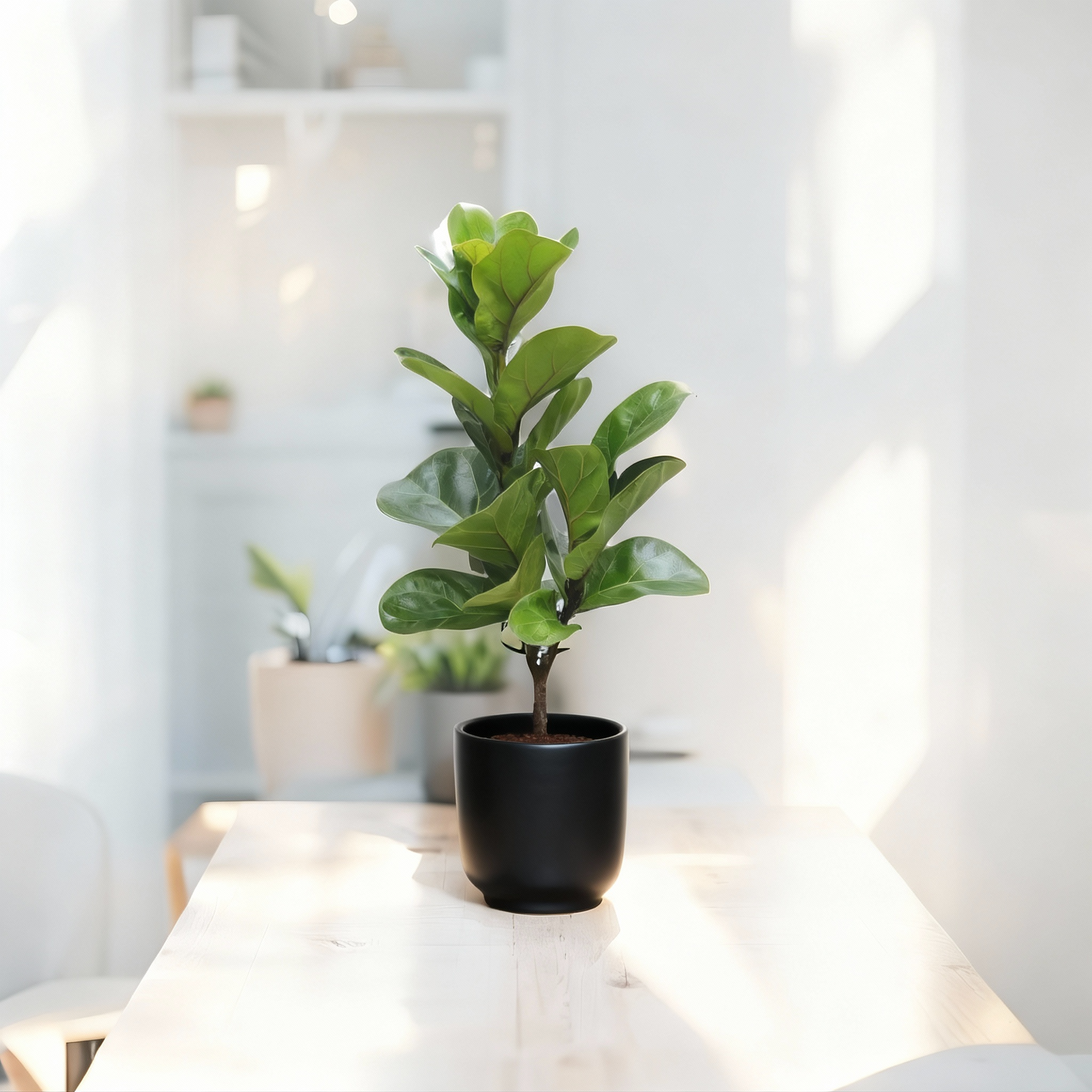 The Masterpiece: Ficus Lyrata