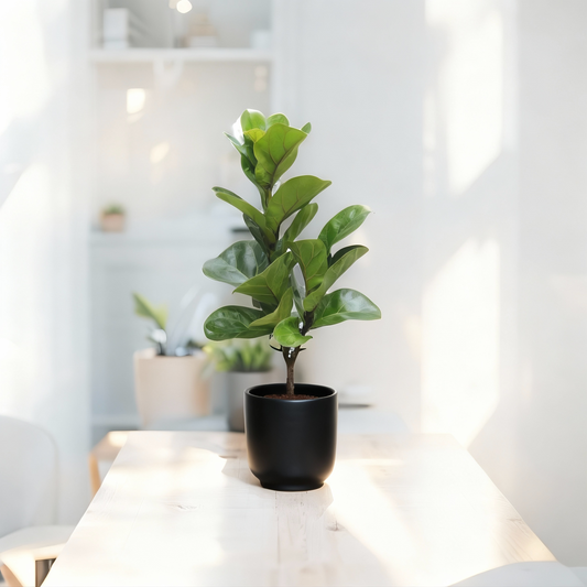 The Masterpiece: Ficus Lyrata