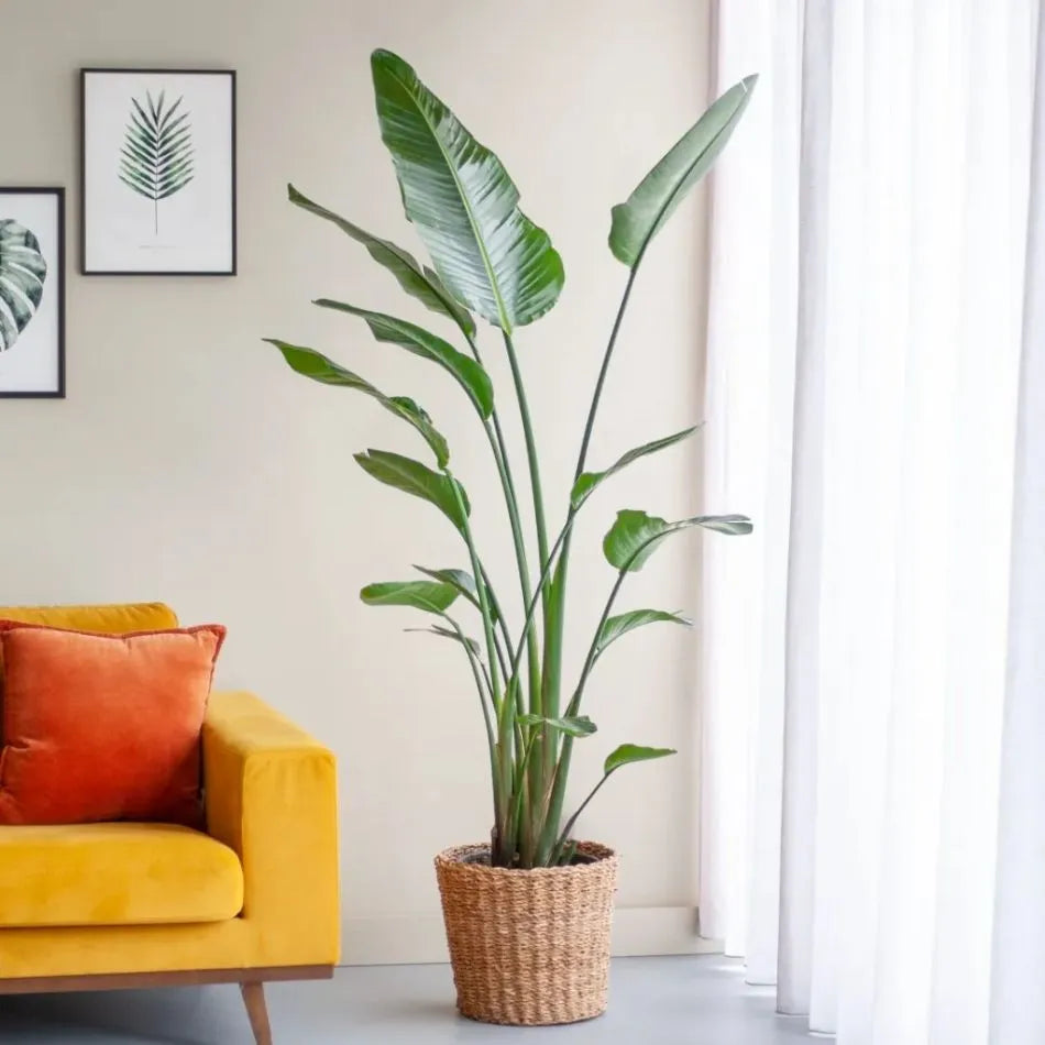 Strelitzia Di Paradiso