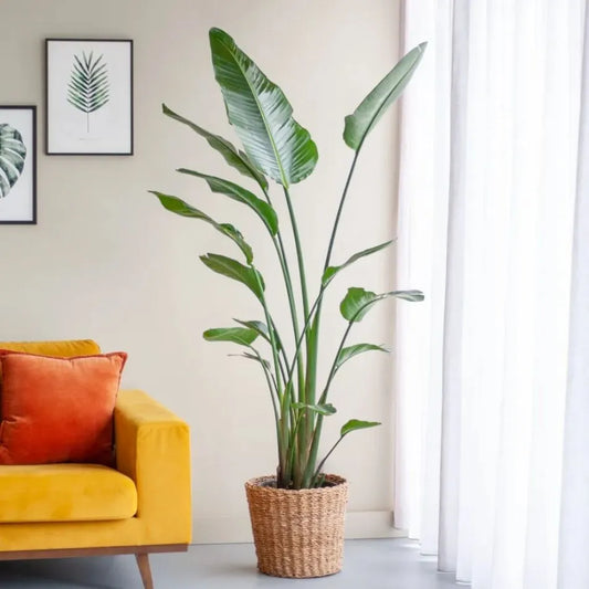 Strelitzia Di Paradiso